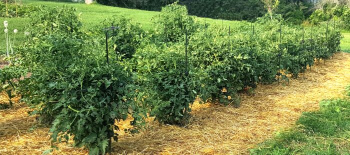 Homesteader Kit |Designed Specifically to support 5 to 7 FT tall tomato plants. (Indeterminate) like Beefsteak Tomato plants. - Image 4