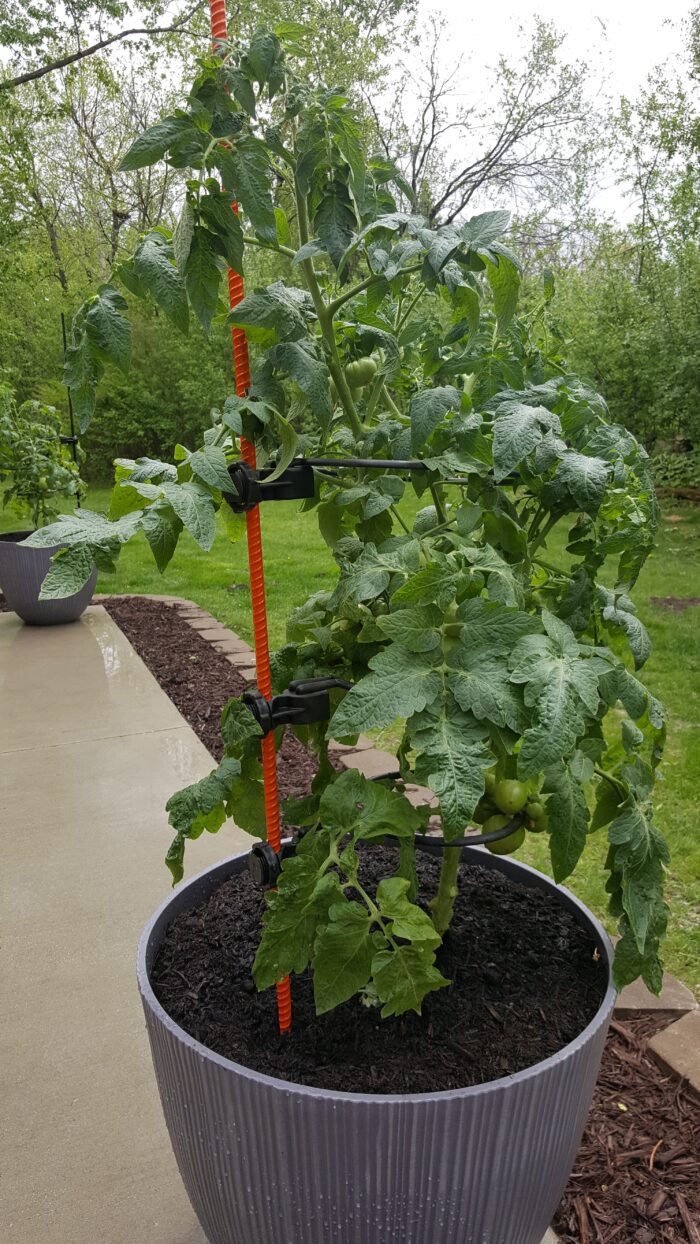 Homesteader Kit |Designed Specifically to support 5 to 7 FT tall tomato plants. (Indeterminate) like Beefsteak Tomato plants. - Image 2