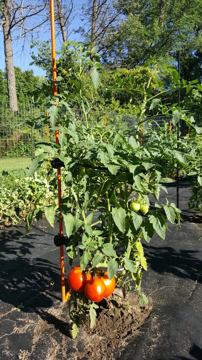 Gardener Special Kit | Designed Specifically to support 2 1/2 - 3 1/2 FT tall tomato plants. (Determinate) Like Roma Tomato plants - Image 4