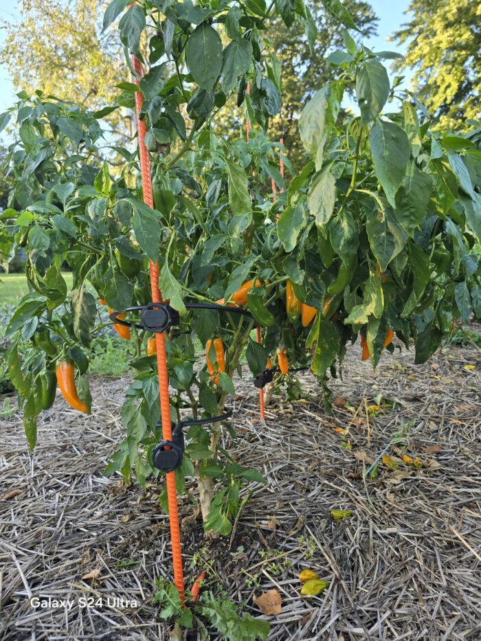 Off Grid Kit | Designed Specifically for Bell, Jalapeno, Banana Peppers & certain variety of Raspberry Plants - Image 10