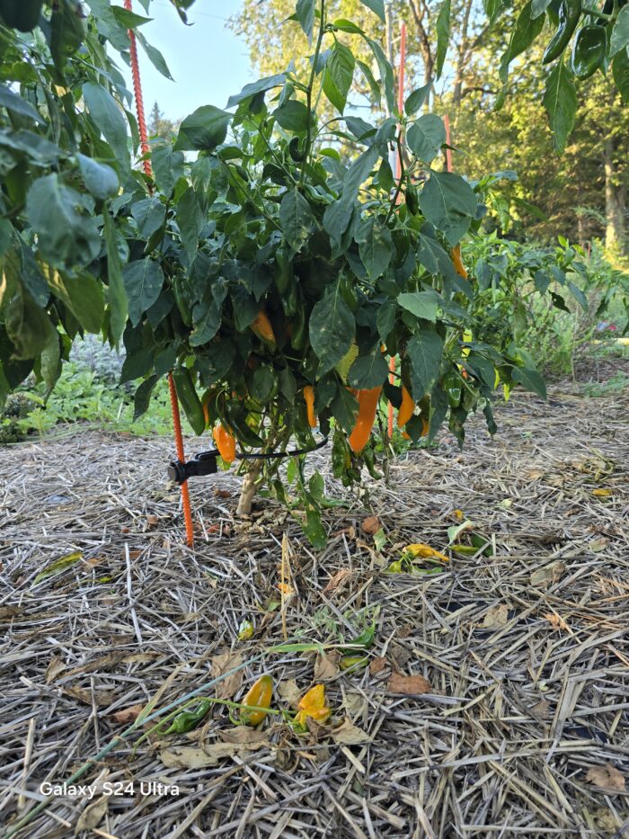 Off Grid Kit | Designed Specifically for Bell, Jalapeno, Banana Peppers & certain variety of Raspberry Plants - Image 11