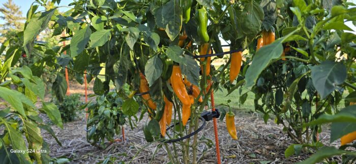 Off Grid Kit | Designed Specifically for Bell, Jalapeno, Banana Peppers & certain variety of Raspberry Plants - Image 6