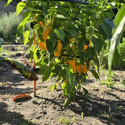 a plant with orange peppers growing on it