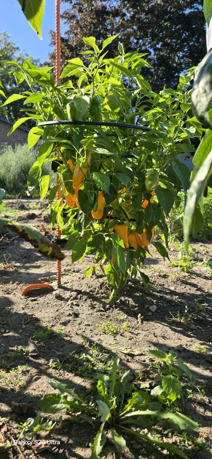 Off Grid Kit | Designed Specifically for Bell, Jalapeno, Banana Peppers & certain variety of Raspberry Plants - Image 4