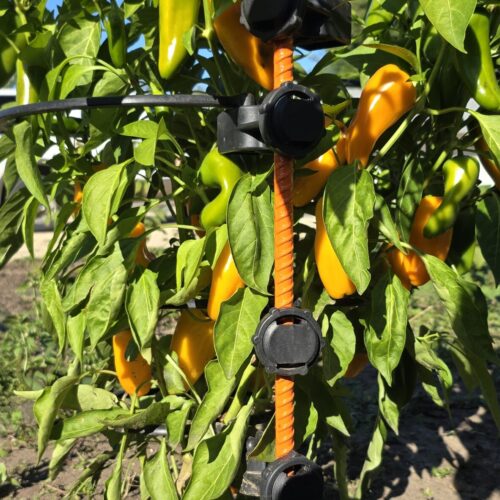 Heavy Duty Plant Support for Peppers and Raspberries – Durable Metal Garden Stakes