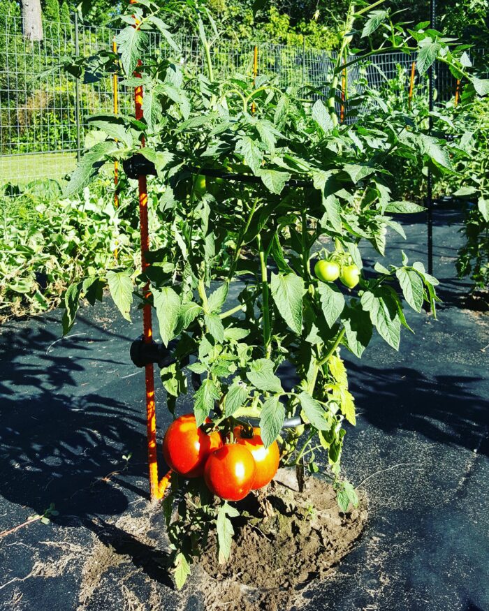 Gardener Special Kit | Designed Specifically to support 2 1/2 - 3 1/2 FT tall tomato plants. (Determinate) Like Roma Tomato plants - Image 6