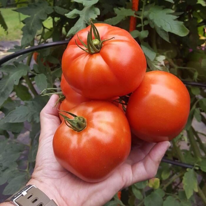 Homesteader Kit |Designed Specifically to support 5 to 7 FT tall tomato plants. (Indeterminate) like Beefsteak Tomato plants. - Image 5