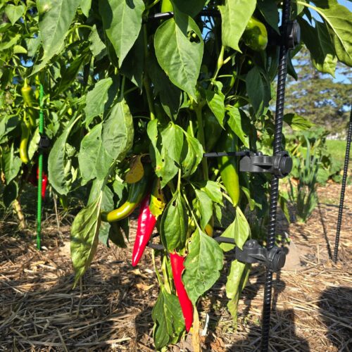 off grid combo kit, growing peppers, plant support, gorwing raspberries