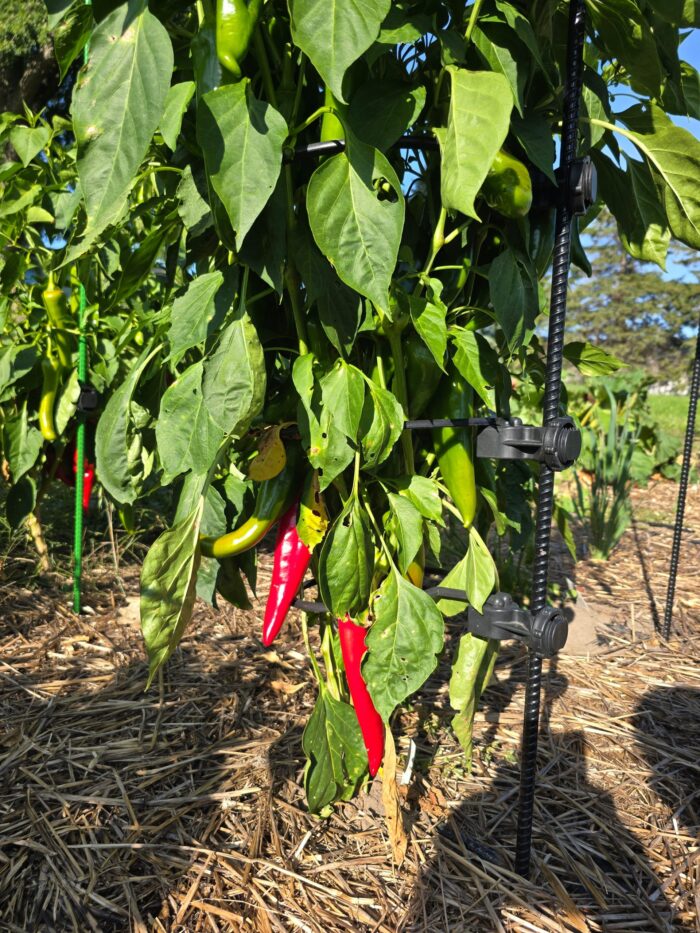 off grid combo kit, growing peppers, plant support, gorwing raspberries