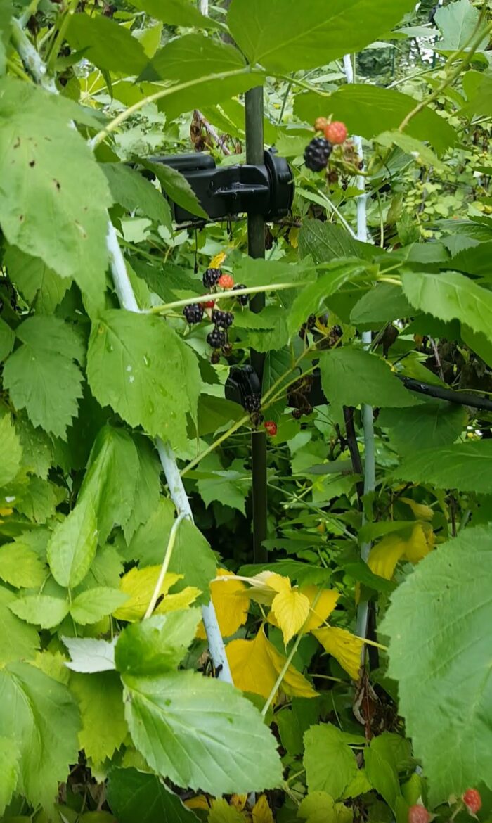 Homesteader Kit |Designed Specifically to support 5 to 7 FT tall tomato plants. (Indeterminate) like Beefsteak Tomato plants. - Image 6