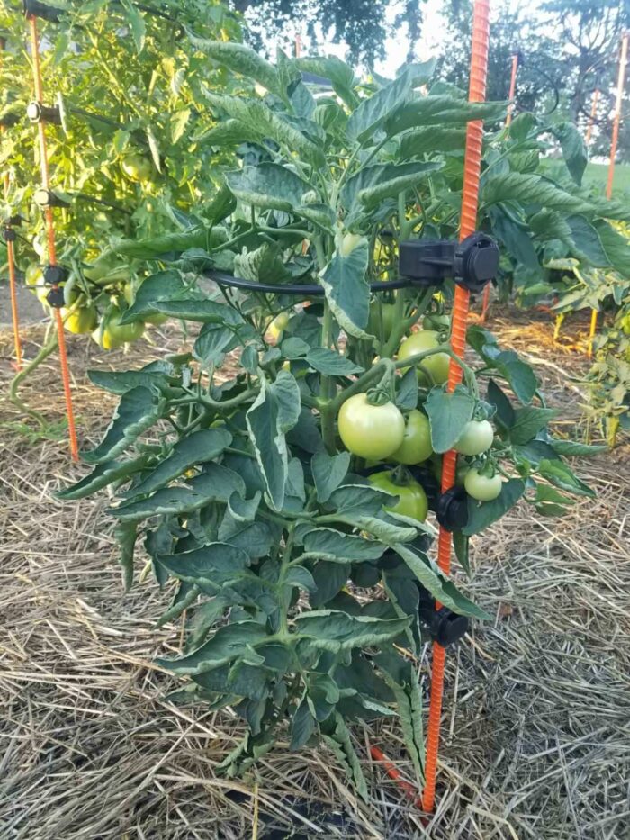 Homesteader Kit |Designed Specifically to support 5 to 7 FT tall tomato plants. (Indeterminate) like Beefsteak Tomato plants. - Image 8