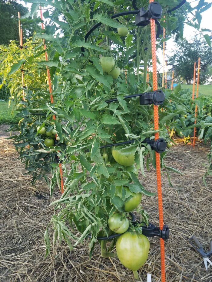 Homesteader Kit |Designed Specifically to support 5 to 7 FT tall tomato plants. (Indeterminate) like Beefsteak Tomato plants. - Image 9