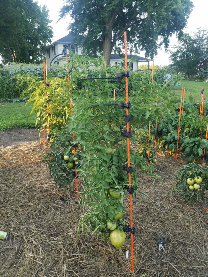 Homesteader Kit |Designed Specifically to support 5 to 7 FT tall tomato plants. (Indeterminate) like Beefsteak Tomato plants. - Image 10