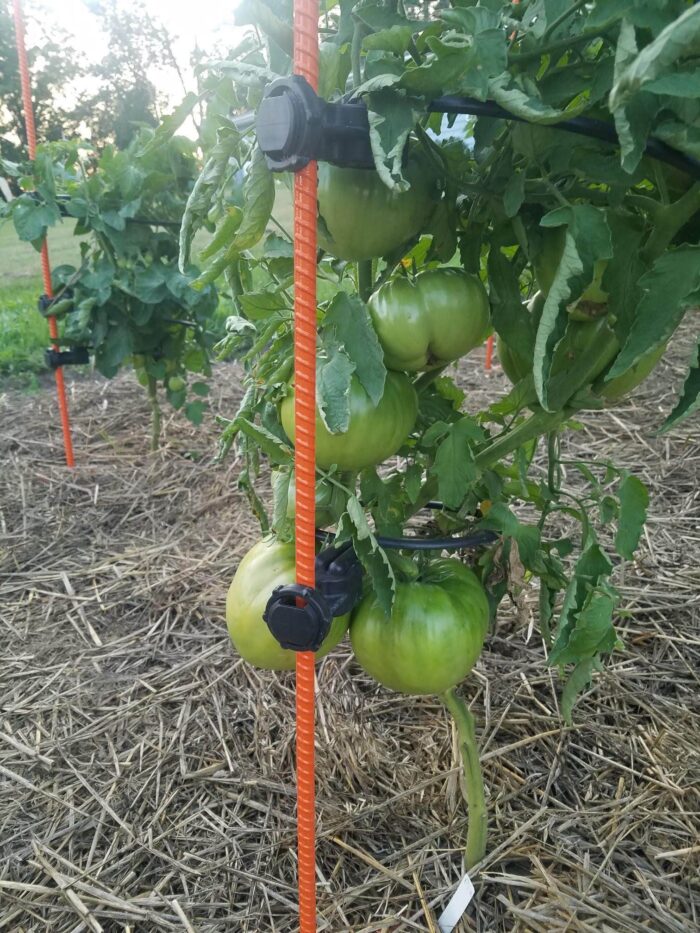 Homesteader Kit |Designed Specifically to support 5 to 7 FT tall tomato plants. (Indeterminate) like Beefsteak Tomato plants. - Image 11