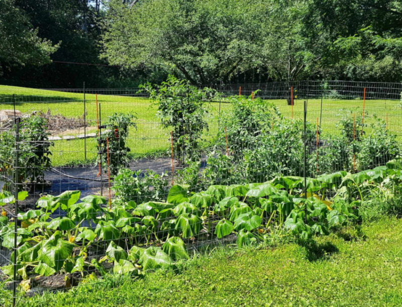 Plants That Need Support To Grow And Thrive EZ Step Products