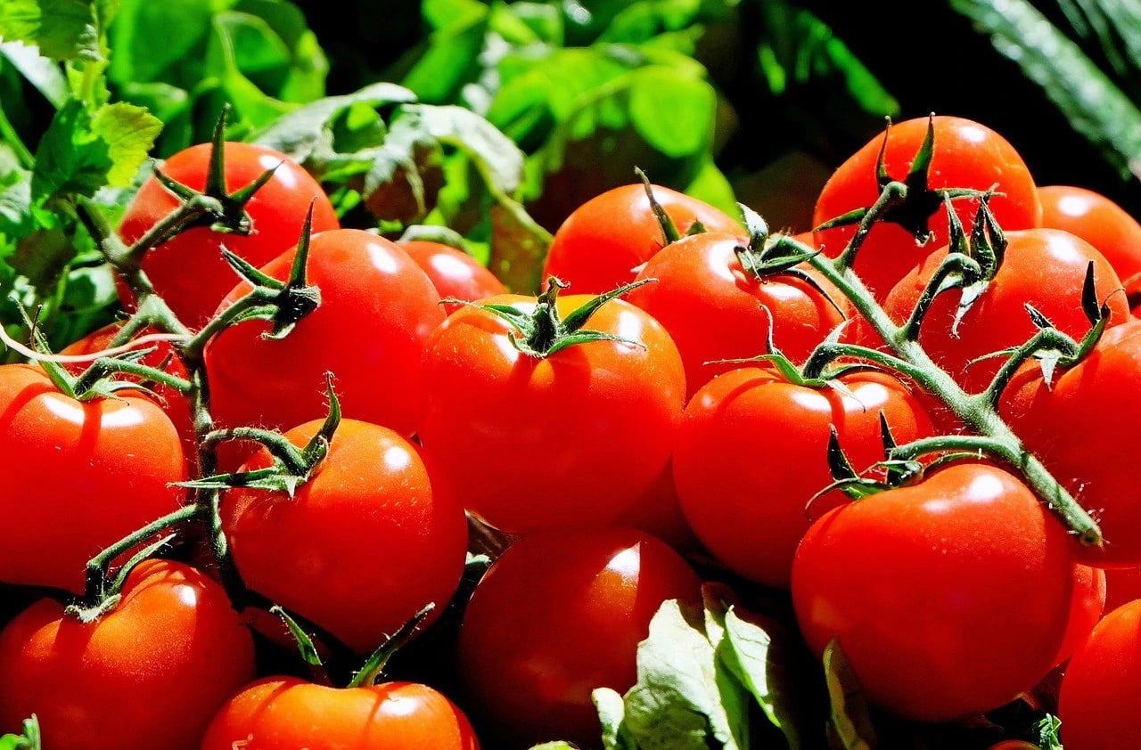 tomato-plant-support
