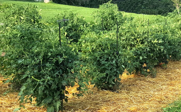 a group of plants in a garden using Heavy Duty Indeterminate Tomato Plant Support Kit