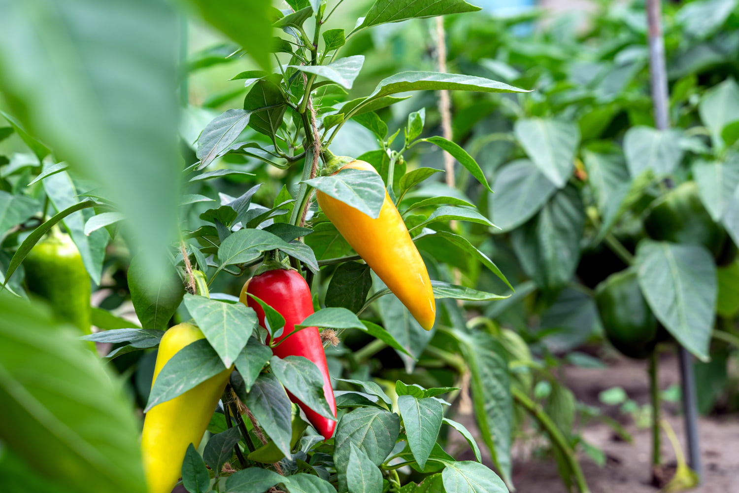 Pepper-Plant-Support