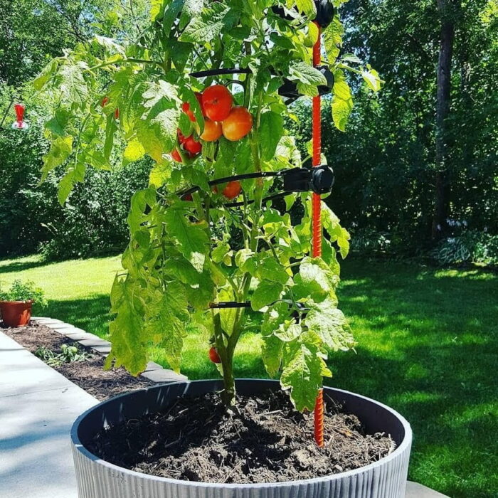 a tomato plant in a pot