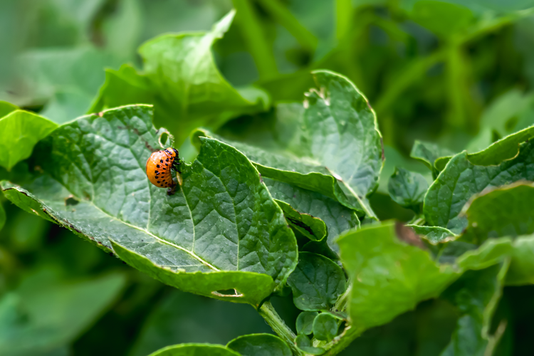 Natural Pest Control - Colorado Potato Beetle