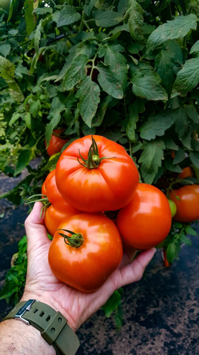 tomatoes grown using Determinate Tomato Plant Support System