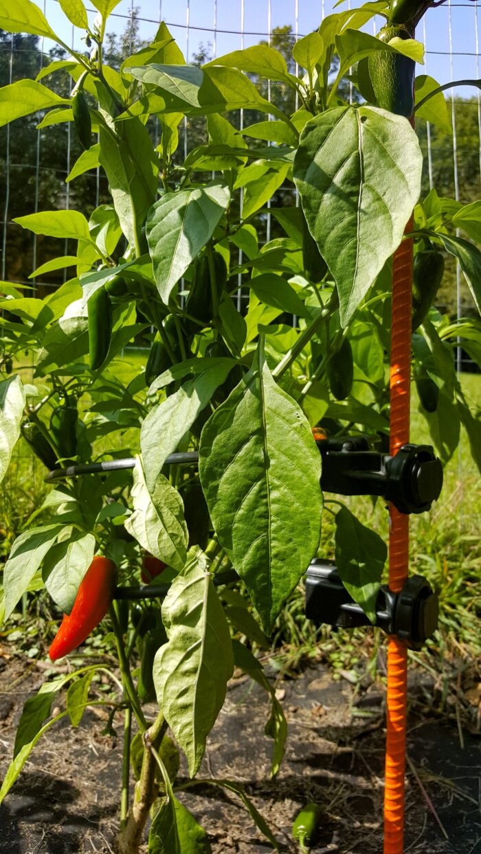 gardener special plant support rings