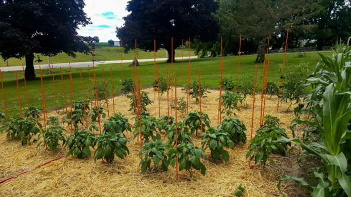 gardener special plant support rings