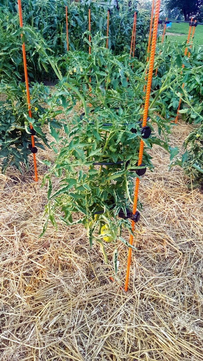 a tomato plant in a garden