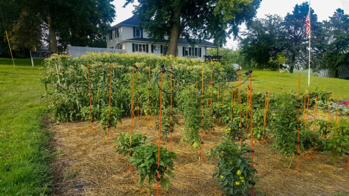 a garden with plants and trees