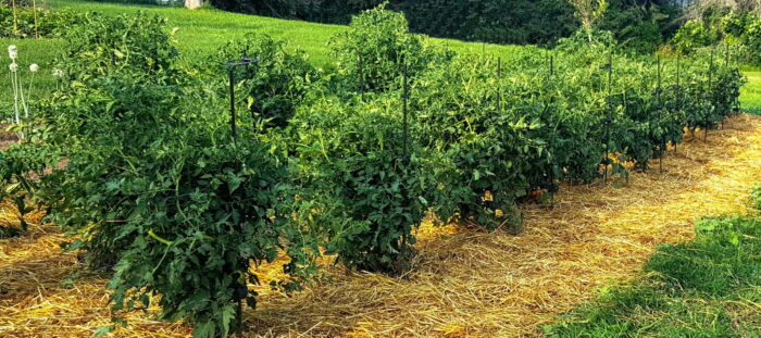 a group of plants in a field