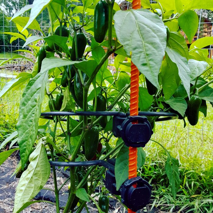 a green plant with green leaves and a red rope