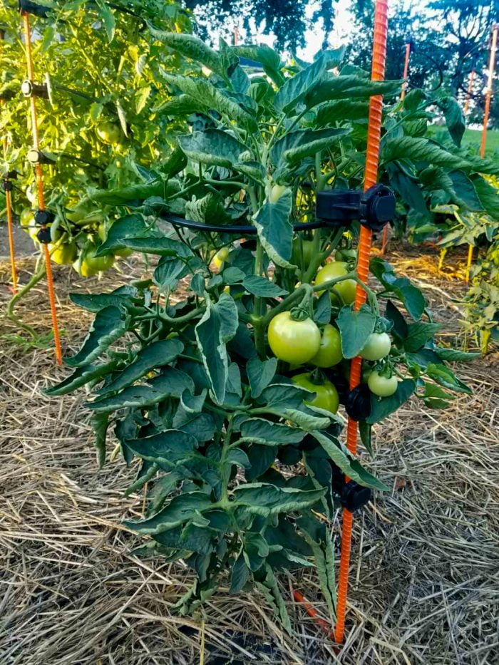 a tomato plant with green leaves and red plant support rings