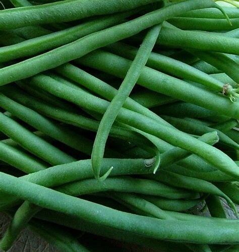 Jade OP Bean