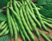 Blue Lake Green Beans