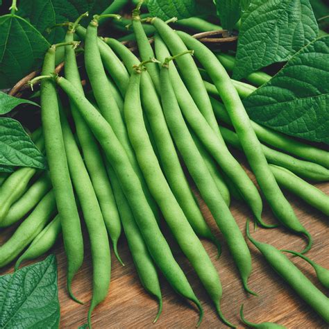 Blue Lake Pole Beans