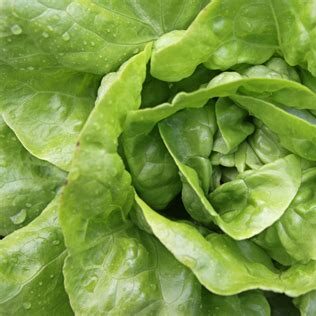 Buttercrunch Lettuce