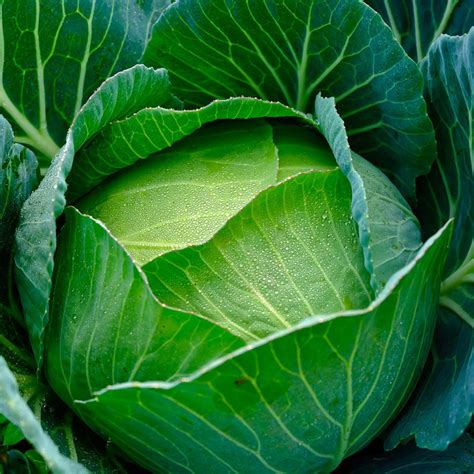 Cabbage Copenhagen Market