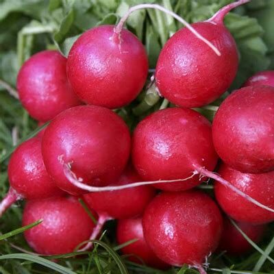 Cherry Belle Radish