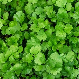 Cilantro Seeds