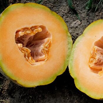 Heirloom Muskmelon