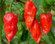 ghost peppers