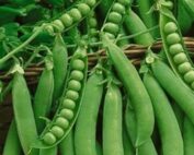 Green Arrow Pea Seeds