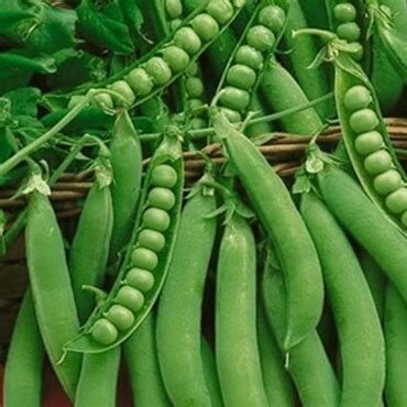 Green Arrow Pea Seeds