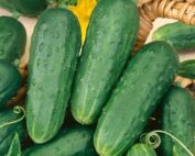 Pickling Cucumber