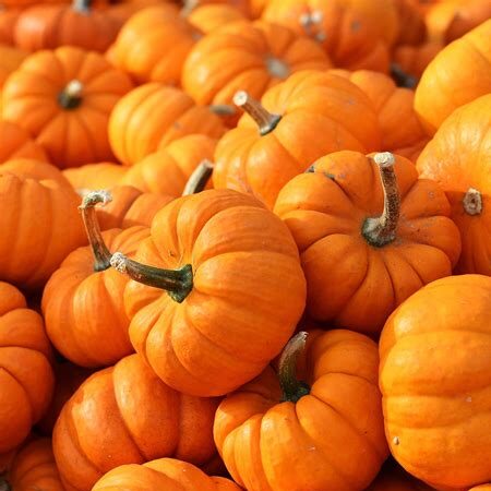 Pumpkins- Jack Be Little