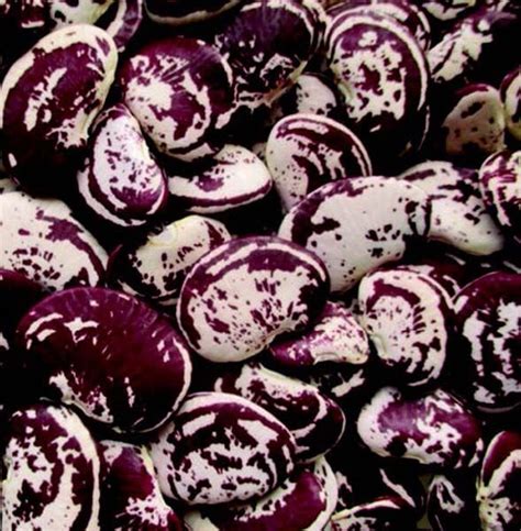 Jacobs Cattle Shell Bean