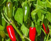 Jalapeno Pepper