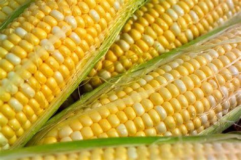 Jubilee Sweet Corn