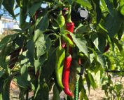 Marconi Reed Peppers