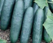 Marketmore Cucumber